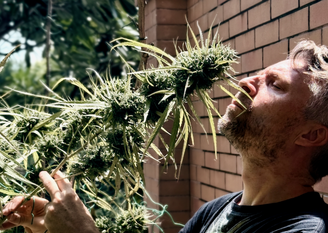 Cannabis cultivation and breeding expertise